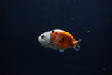 Baby Ranchu  Calico 2.5 Inch (ID#1213R9c-35) Free2Day SHIPPING