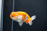 Juvenile Lionchu  Red White 3.5 Inch (ID#1011R11a-33) Free2Day SHIPPING