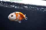 Baby Ranchu  Calico 2.5 Inch (ID#1213R9c-35) Free2Day SHIPPING