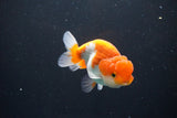 Juvenile Lionchu  Red White 3.5 Inch (ID#1011R11a-33) Free2Day SHIPPING