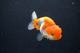 Juvenile Lionchu  Red White 3.5 Inch (ID#1011R11a-33) Free2Day SHIPPING