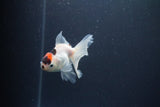 Baby Thai Oranda  Tricolor 3.5 Inch (ID#1105ToPTA-33) Free2Day SHIPPING