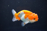 Juvenile Lionchu  Red White 3.5 Inch (ID#1011R11a-33) Free2Day SHIPPING