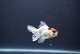 Baby Thai Oranda  Tricolor 3.5 Inch (ID#1105ToPTA-33) Free2Day SHIPPING