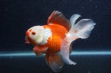 Thai Oranda  Red White 6 Inch (ID#408T7b-95)