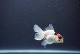 Baby Thai Oranda  Tricolor 3.5 Inch (ID#1105ToPTA-33) Free2Day SHIPPING