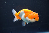 Juvenile Lionchu  Red White 3.5 Inch (ID#1011R11a-33) Free2Day SHIPPING