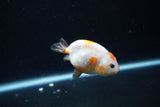 Baby Ranchu  Calico 3 Inch (ID#1213R9c-36) Free2Day SHIPPING