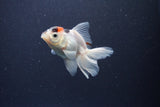 Baby Thai Oranda  Tricolor 3.5 Inch (ID#1105ToPTA-33) Free2Day SHIPPING