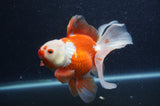 Thai Oranda  Red White 6 Inch (ID#408T7b-95)