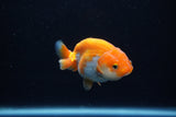 Baby Ranchu  Red White 2.5 Inch (ID#1203R9c-48) Free2Day SHIPPING