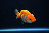 Baby Ranchu  Red White 2.5 Inch (ID#1203R9c-48) Free2Day SHIPPING