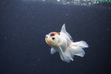 Baby Thai Oranda  Tricolor 3.5 Inch (ID#1105ToPTA-33) Free2Day SHIPPING