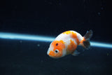 Baby Ranchu  Calico 3 Inch (ID#1213R9c-36) Free2Day SHIPPING