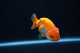 Baby Ranchu  Red White 2.5 Inch (ID#1203R9c-48) Free2Day SHIPPING