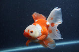 Thai Oranda  Red White 6 Inch (ID#408T7b-95)