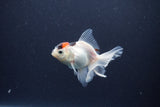 Baby Thai Oranda  Tricolor 3.5 Inch (ID#1105ToPTA-33) Free2Day SHIPPING