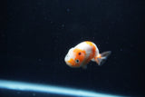 Baby Ranchu  Calico 3 Inch (ID#1213R9c-36) Free2Day SHIPPING