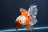 Thai Oranda  Red White 6 Inch (ID#408T7b-95)