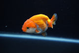 Baby Ranchu  Red White 2.5 Inch (ID#1203R9c-48) Free2Day SHIPPING