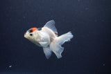 Baby Thai Oranda  Tricolor 3.5 Inch (ID#1105ToPTA-33) Free2Day SHIPPING