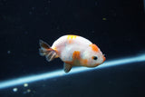 Baby Ranchu  Calico 3 Inch (ID#1213R9c-36) Free2Day SHIPPING