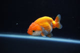 Baby Ranchu  Red White 2.5 Inch (ID#1203R9c-48) Free2Day SHIPPING