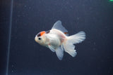 Baby Thai Oranda  Tricolor 3.5 Inch (ID#1105ToPTA-33) Free2Day SHIPPING