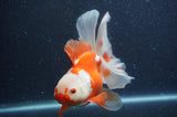 Thai Oranda  Red White 6 Inch (ID#408T7b-95)