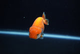 Baby Ranchu  Red White 2.5 Inch (ID#1203R9c-48) Free2Day SHIPPING