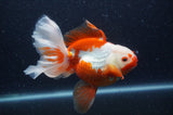 Thai Oranda  Red White 6 Inch (ID#408T7b-95)