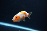 Baby Ranchu  Calico 3 Inch (ID#1213R9c-36) Free2Day SHIPPING