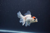 Baby Thai Oranda  Tricolor 3.5 Inch (ID#1105ToPTA-33) Free2Day SHIPPING