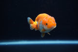 Baby Ranchu  Red White 2.5 Inch (ID#1203R9c-48) Free2Day SHIPPING