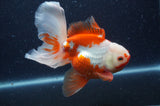 Thai Oranda  Red White 6 Inch (ID#408T7b-95)