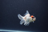 Baby Thai Oranda  Tricolor 3.5 Inch (ID#1105ToPTA-33) Free2Day SHIPPING