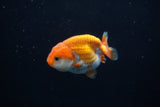 Baby Ranchu  Red White 2.5 Inch (ID#1203R9c-48) Free2Day SHIPPING