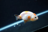 Baby Ranchu  Calico 3 Inch (ID#1213R9c-36) Free2Day SHIPPING