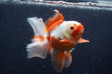 Thai Oranda  Red White 6 Inch (ID#408T7b-95)