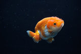 Baby Ranchu  Red White 2.5 Inch (ID#1203R9c-48) Free2Day SHIPPING