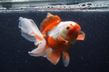 Thai Oranda  Red White 6 Inch (ID#408T7b-95)