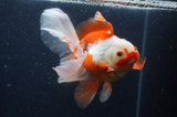 Thai Oranda  Red White 6 Inch (ID#408T7b-95)