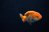 Baby Ranchu  Red White 2.5 Inch (ID#1203R9c-48) Free2Day SHIPPING