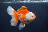 Thai Oranda  Red White 6 Inch (ID#408T7b-96)