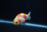 Baby Ranchu  Sakura 2.5 Inch (ID#1203R9c-49) Free2Day SHIPPING