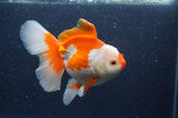 Thai Oranda  Red White 6 Inch (ID#408T7b-96)