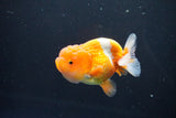 Juvenile Lionchu  Red White 3.5 Inch (ID#1015R11a-23) Free2Day SHIPPING