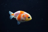 Baby Ranchu  Sakura 2.5 Inch (ID#1203R9c-49) Free2Day SHIPPING