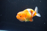 Juvenile Lionchu  Red White 3.5 Inch (ID#1015R11a-23) Free2Day SHIPPING