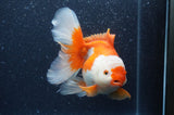 Thai Oranda  Red White 6 Inch (ID#408T7b-96)